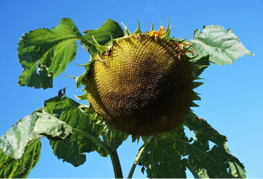 Sunflower seedhead